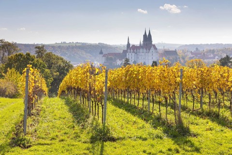 Viewpoint over the Proschwitz vineyards to Albrechtsburg Castle and Meissen Cathedral, Saxony,