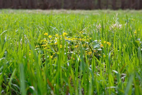 Marsh marigold (Caltha palustris), flowers of wetland biotopes, yellow flower, Flusslandschaft