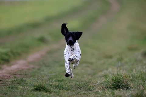 German Shorthair, (Canis lupus familiaris), adult, male, male, running, pointing dogs, Rhineland