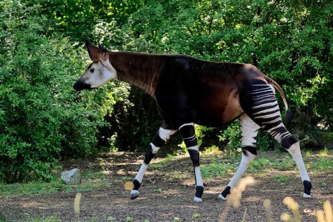 Okapi (Okapia johnstoni), adult, running, foraging, captive