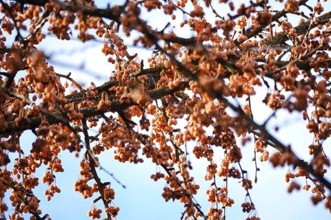 Fruits of a ginkgo tree, winter, Germany, Europe