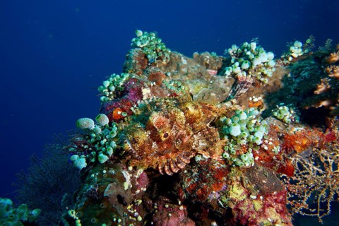 Camouflaged Papuan scorpionfish (Scorpaenopsis papuensis) and corals in a lively underwater