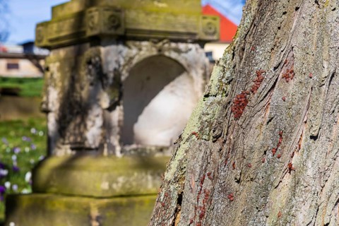 Fire bugs (Pyrrhocoridae) on a tree trunk, in the background a gravestone, Trinitatisfriedhof