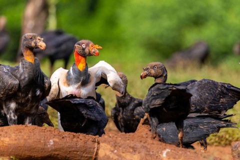 King vulture (Sarcoramphus papa), cock, vulture birds (Aegypiinae), Laguna del Lagarto Lodge,