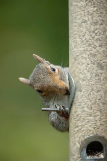 Grey squirrel (Sciurus carolinensis) adult animal feeding on sunflower seeds from a garden bird