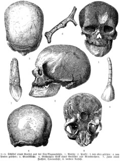 Skull from various archaeological excavations, in profile and front view, Cro Magnon cave (1-5),
