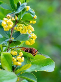 European hornet (Vespa crabro), insect, insects, macro, plant, garden, Neuhofen,