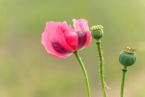 Poppy flower in the landscape in spring. Kaiserstuhl, Emmendingen, Freiburg im Breisgau,