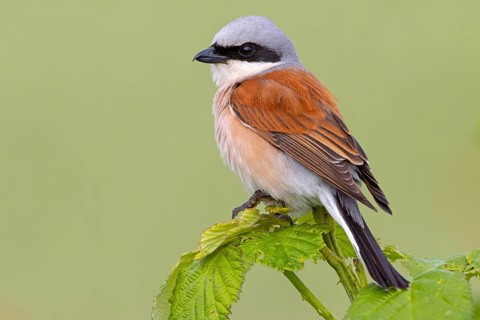 Red-backed shrike, red-backed shrike, thorn-backed shrike, family of shrikes, (Lanius collurio),