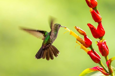 Green-fronted Brilliant Hummingbird (Heliodoxa jacula), Hummingbird (Trochilidae), Swiftbirds