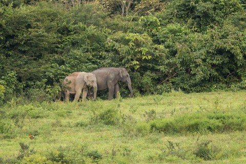 Indian elephants (Elephas maximus indicus), Khiri Khan, Hua Hin, Kui Buri National Park, Thailand,