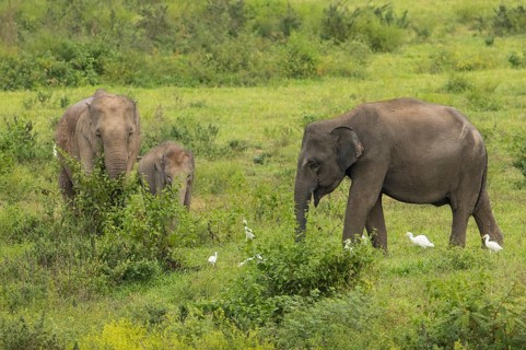 Indian elephants (Elephas maximus indicus), Khiri Khan, Hua Hin, Kui Buri National Park, Thailand,