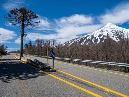 Araucaria forest at volcano Lanin, single tree divides the road, west of Paso Tromen o Mamuil