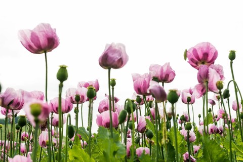 Opium poppy (Papaver somniferum), opium poppy field, Erlenbach, near Heilbronn, Baden-Württemberg,