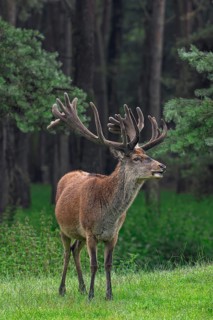 Red deer (Cervus elaphus) stag at forest edge with antlers covered in velvet in late spring