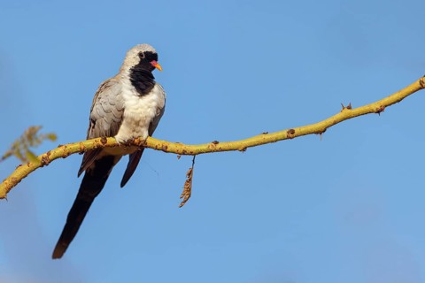 Cape Dove, (Oena capensi), Road N4 to Kaolack, Firgui, Senegal, Africa
