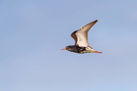Ruff (Philomachus pugnax), male, flight photo, Narew, Bialystok, Podlasie, Poland, Europe