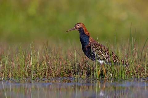 Ruff (Philomachus pugnax), male, Narew, Bialystok, Podlasie, Poland, Europe