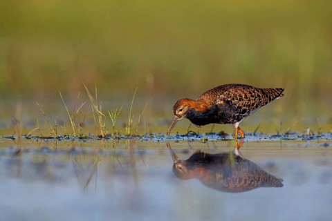 Ruff (Philomachus pugnax), male, Narew, Bialystok, Podlasie, Poland, Europe