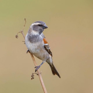 Cape sparrow (Passer melanurus), sparrow family, Sani Pass Surroundings, Underberg, KwaZulu-Natal,