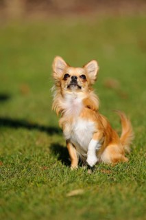 An alert sitting Chihuahua on a green meadow in the sun, Chihuahua, Longhair