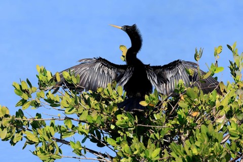 American Darter (Anhinga anhinga), American Darter, adult, male, on tree, drying feathers, Merritt