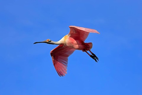 Roseate spoonbill (Platalea ajaja), adult, flying, St. Augustine, Florida, North America, USA,