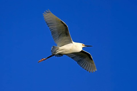 Great Egret (Egretta thula), adult, flying, St. Augustine, Florida, North America, USA, North
