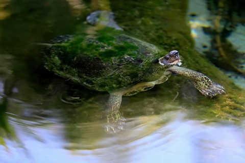 Tabasco tortoise (Dermatemys mawii), adult, in water, swimming, Central America