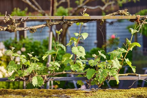 Noble vine (Vitis vinifera), metal railing, depth of field, Mesenich, district of Cochem-Zell,