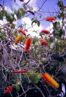 Bottlebrush tree in flower, Callistemon, Trinidad and Tobago c 1963