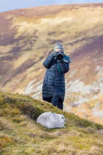 Nature photographer approaching mountain hare, snow hare (Lepus timidus) in white winter pelage in