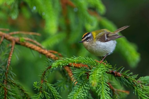 Goldcrest, Regulus ignicapillus, Luce, Mountain area, Luce, Styria, Slovenia, Europe