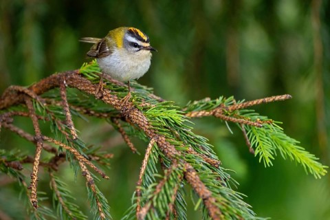 Goldcrest, Regulus ignicapillus, Luce, Mountain area, Luce, Styria, Slovenia, Europe