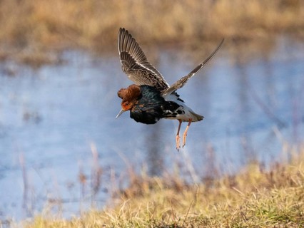 Ruff (Calidris pugnax) male in breeding plumage displaying at lek, jumping up in the air, Pokka,