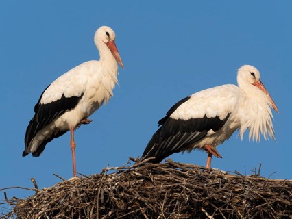 White stork (Ciconia ciconia), a pair of birds at rest, on nesting platform, against a blue sky,