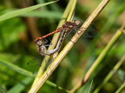Common darter dragonfly (Sympetrum striolatum) male and female copulating, in wheel position,