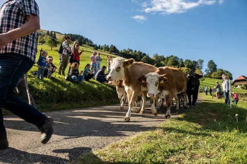 Alpine cattle drive, Münstertal, Southern Black Forest, Black Forest, Baden-Württemberg, Germany,