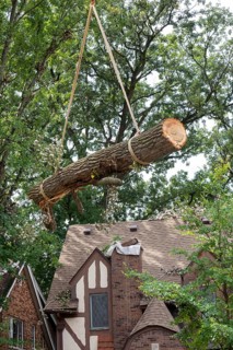 Detroit, Michigan, A storm with 70mph wind gusts blew down a 15-ton, 110-foot cottonwood, damaging