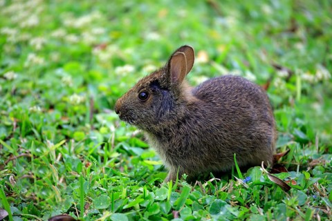 Swamp rabbit (Sylvilagus palustris), juvenile, bunny, rabbit, meadow, Florida, USA, North America