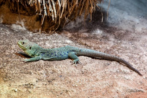 Pearl lizard (Timon lepidus), captive, Germany, Europe
