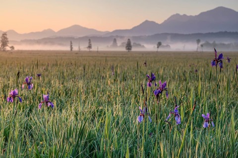 Irises, flowers, morning light, mood, spring, Staffelsee, Murnau, Alpine foothills, Bavaria,