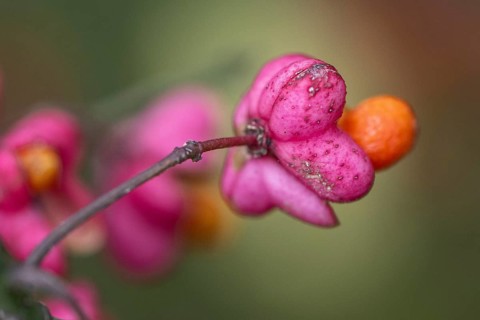 Peacock, spindle bush (Euonymus europaeus), fruit stand, Emsland, Lower Saxony, Germany, Europe