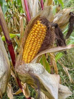 Ripe corn corn cob with visible yellow corn kernels of maize Corn plant (Zea mays), Germany, Europe