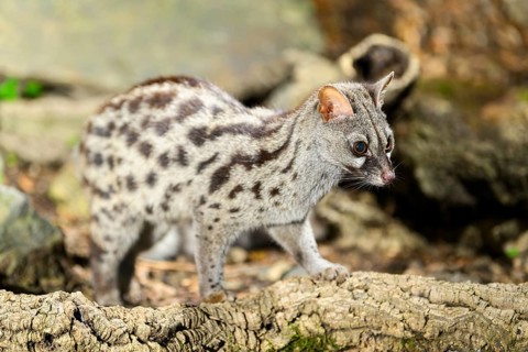 Common genet (Genetta genetta), wildlife in a forest, Montseny National Park, Catalonia, Spain,