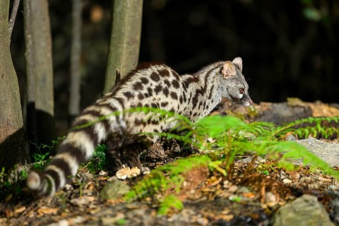 Common genet (Genetta genetta), wildlife in a forest, Montseny National Park, Catalonia, Spain,
