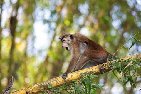 Ceylon hat monkey (Macaca sinica) on a bamboo by the Mahaweli River, Kandy, Central Province, Sri