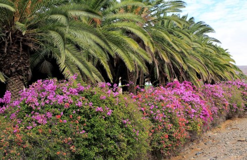 Bougainvillea plants flowering and palm fronds, Pajara, Fuerteventura, Canary Islands, Spain,