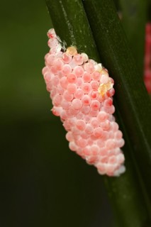 Channeled applesnail (Pomacea canaliculata), clutch, eggs, occurrence in South America