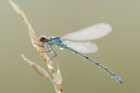 Small red-eyed damselfly (Erythromma viridulum), male with dewdrops, North Rhine-Westphalia,